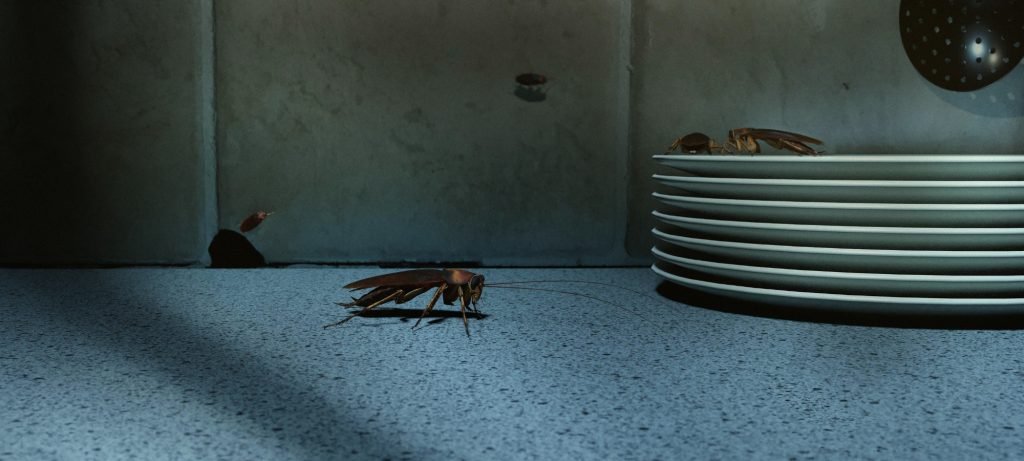 Cockroaches in Kitchen Cabinets featured image