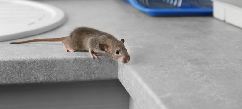 Keep Mice Out of Kitchen Drawers featured image