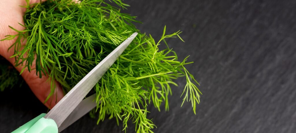 How to Sharpen Kitchen Scissors featured image