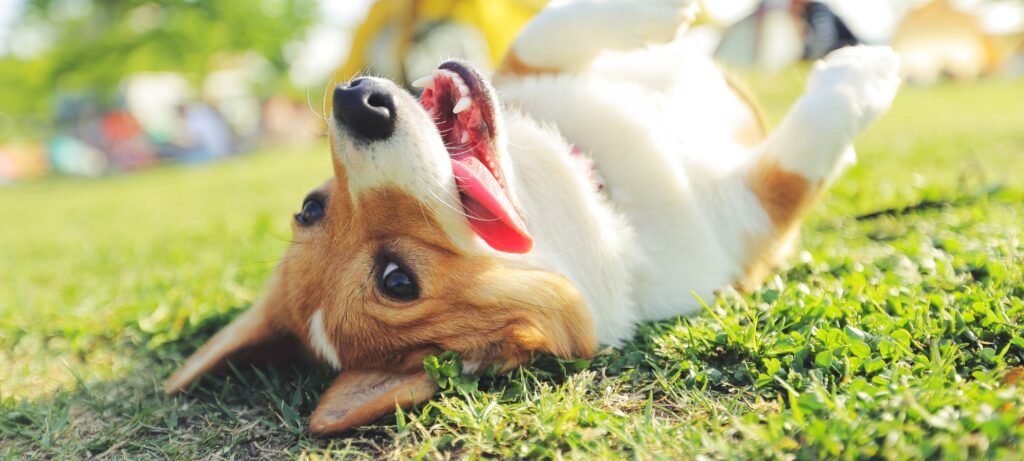 dog psychology