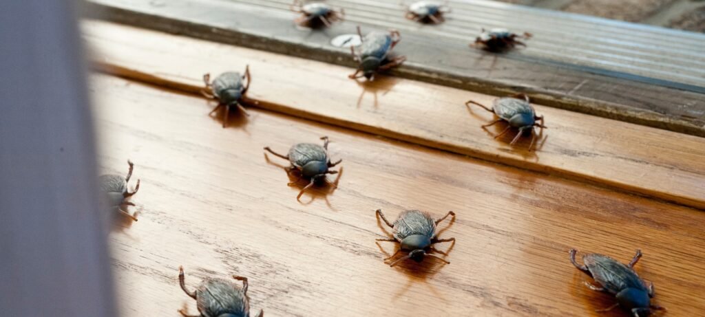 how to get rid of roaches featured image
