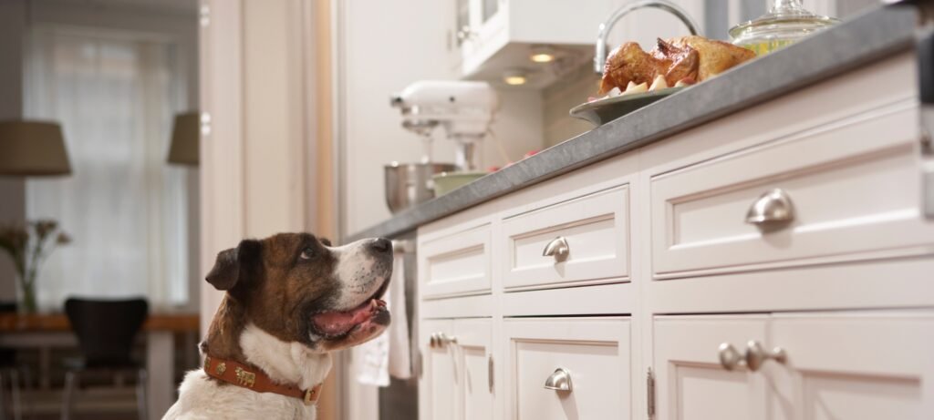 how to keep dog out of kitchen