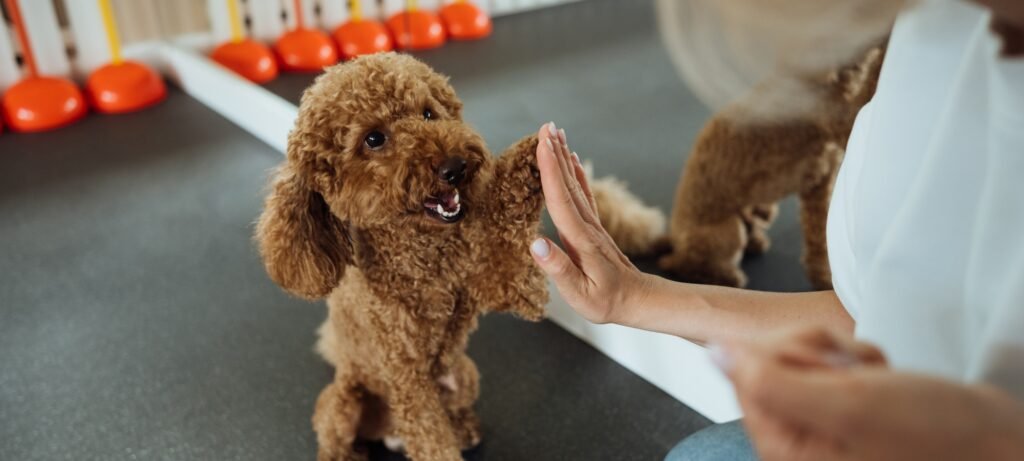 training dog